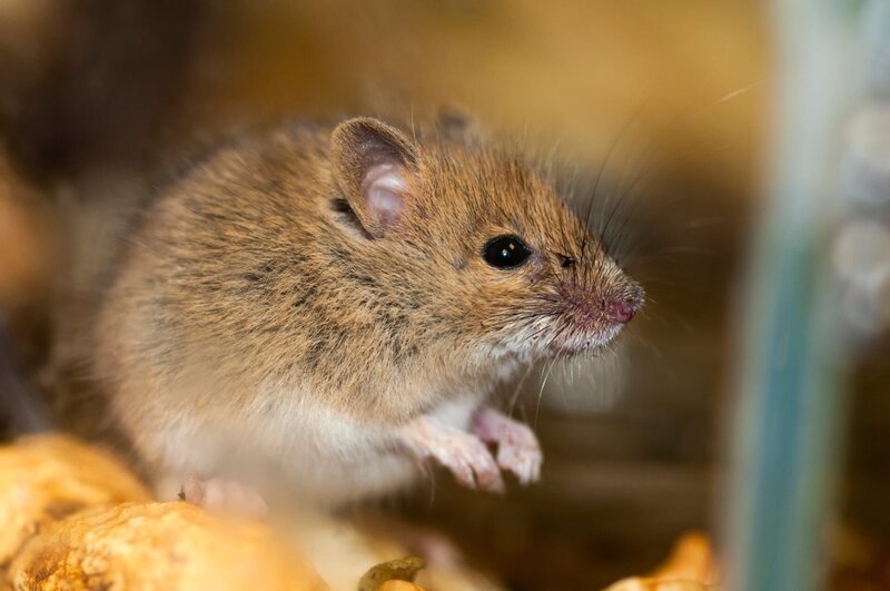 Hausmaus. – Bild: ORF/Leander Khil Hausmaus. – Bild: ORF/Leander Khil