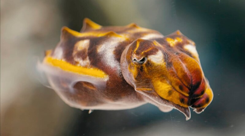 Diese Dokumentation lüftet die Geheimnisse tierischer Extremschläfer und begleitet Wissenschaftler auf der ganzen Welt dabei, das rätselhafte Schlafverhalten der unterschiedlichsten Tiere zu erforschen. – Tintenfische können bewusst ihre Farbe und Textur ändern. – Bild: WDR/taglicht media GmbH Diese Dokumentation lüftet die Geheimnisse tierischer Extremschläfer und begleitet Wissenschaftler auf der ganzen Welt dabei, das rätselhafte Schlafverhalten der unterschiedlichsten Tiere zu erforschen. – Tintenfische können bewusst ihre Farbe und Textur ändern. – Bild: WDR/taglicht media GmbH