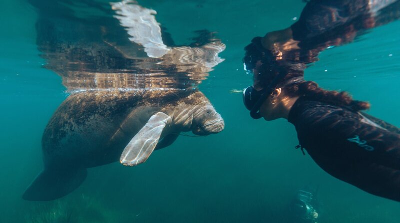 Blue Carbon - Die Superkraft der Natur – Bild: ZDF und NDR/​Phoebe Fitz.