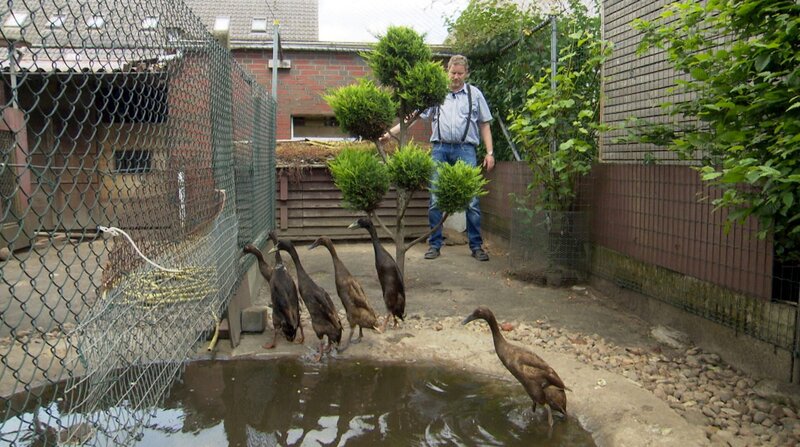 Das faszinierende Leben der Enten – Bild: BR/​NDR/​Novo Film GmbH