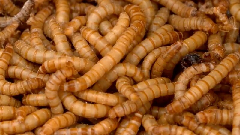 Insekten - Unser Speiseplan für morgen? – Bild: tv.gusto