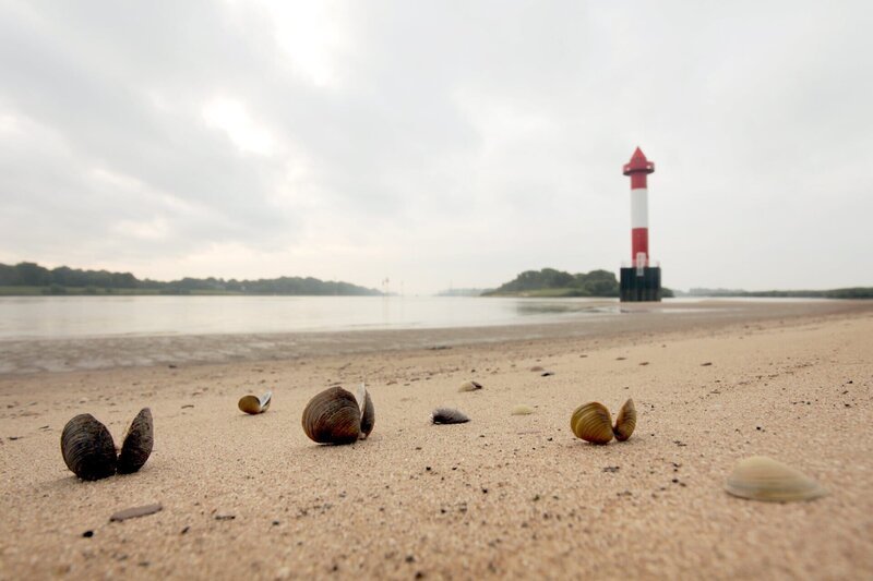 Nur ein Bruchteil der kleinen Lachse, die an der Oker ausgesetzt wurden, erreichen die Weser und die offene Nordsee. – Bild: NDR/Klaus Weißmann Nur ein Bruchteil der kleinen Lachse, die an der Oker ausgesetzt wurden, erreichen die Weser und die offene Nordsee. – Bild: NDR/Klaus Weißmann