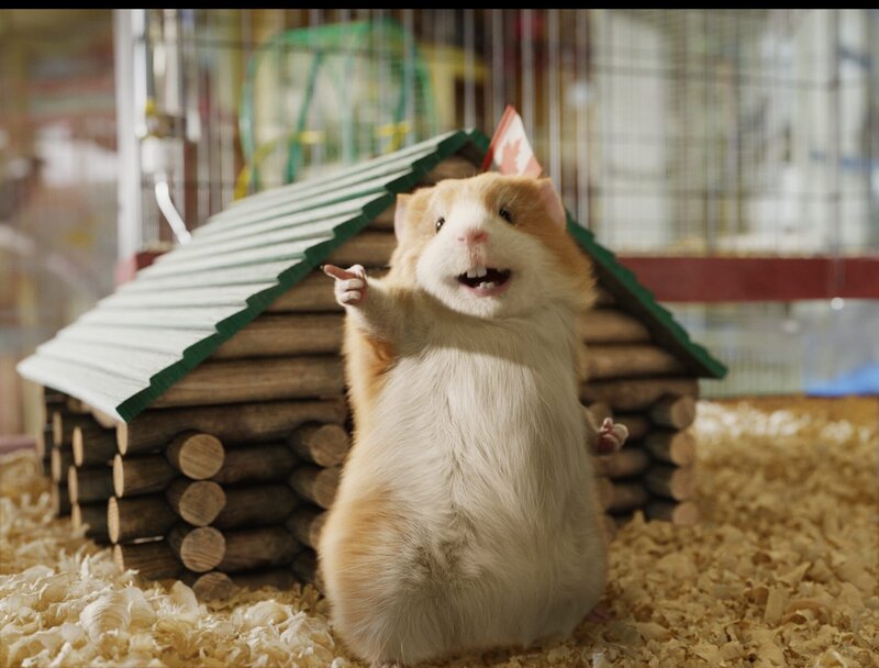 G-Force - Agenten mit Biss – Bild: Disney /​ © 2013 The Walt Disney Company Germany