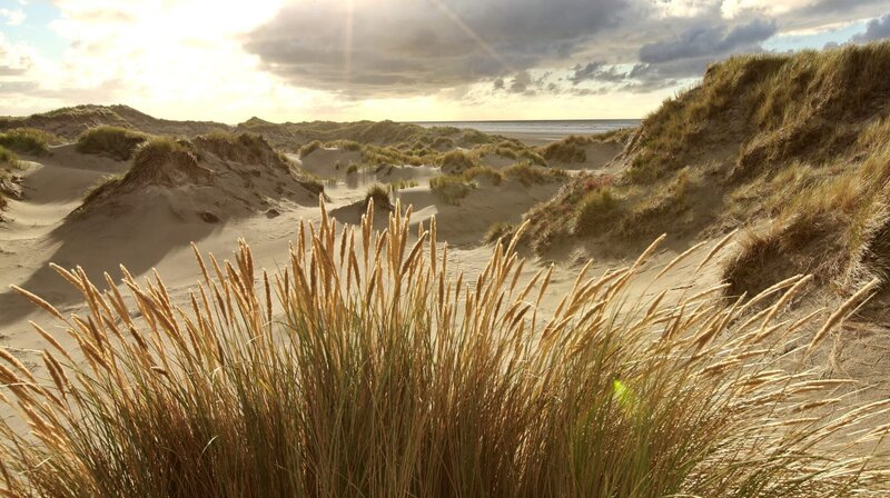 Spezialist an der Küste: Die Wurzeln des Strandhafers geben den Dünen Halt und Festigkeit. – Bild: WDR/Hans-Peter Kuttler Spezialist an der Küste: Die Wurzeln des Strandhafers geben den Dünen Halt und Festigkeit. – Bild: WDR/Hans-Peter Kuttler