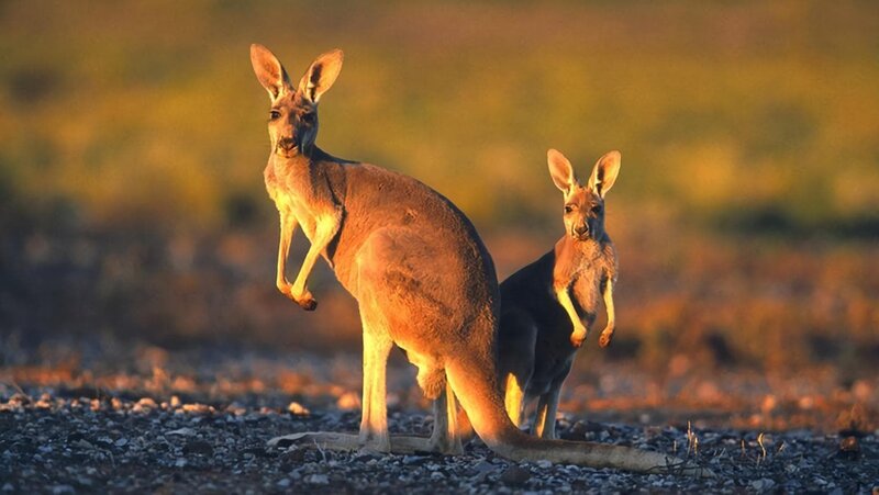 Kängurus - Australiens Rote Riesen – Bild: NDR