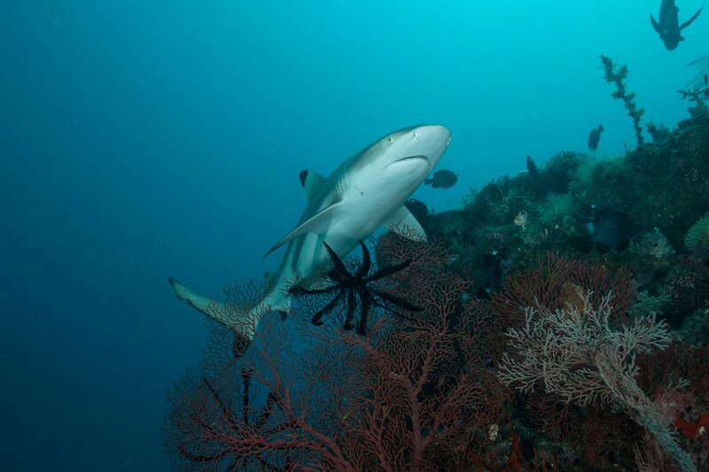 Morotai Island, Indonesien: Schwarzspitzen-Riffhai von unten nach oben – Bild: Discovery, Inc.