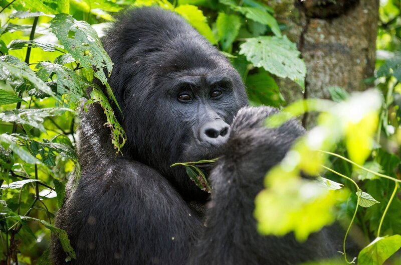 Bergorilla in Uganda. – Bild: ZDF und HR/​Reinhard Mink.