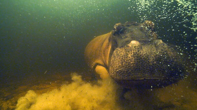 Flusspferd, Unterwasser. – Bild: ORF/​BBC/​The Natural History Film Unit Botswana