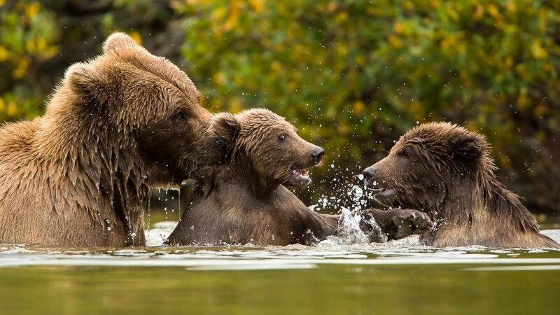 Der Schweizer Filmemacher Roman Droux und der Bärenforscher David Bittner begeben sich in die Welt der Grizzlys. – Bild: RTL / David Bittner; B.C. Productions GmbH Der Schweizer Filmemacher Roman Droux und der Bärenforscher David Bittner begeben sich in die Welt der Grizzlys. – Bild: RTL / David Bittner; B.C. Productions GmbH