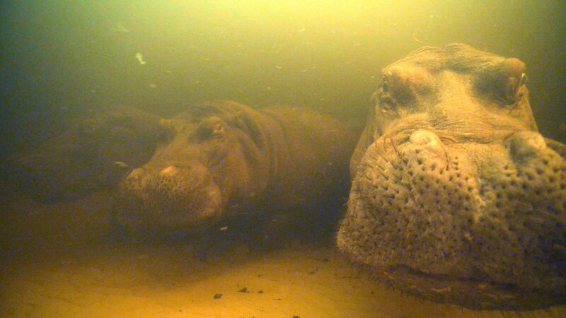 HIPPOS - Afrikas fazinierende Riesen – Bild: ORF/​BBC/​The Natural History Film Unit Botswana