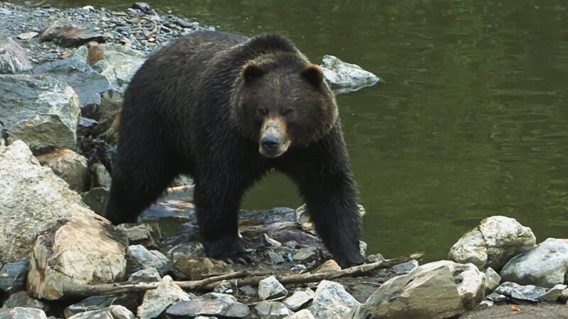 Ein Grizzlybär in den Rocky Mountains – Bild: SRF/​La Compagnie des Taxi-Brousse