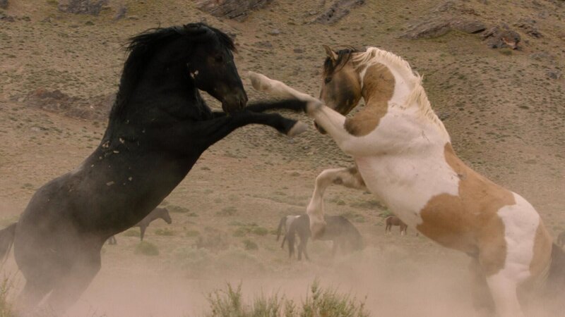 Free Spirit - Mustangs in Gefahr – Bild: RTL /​ Winterstone Pictures