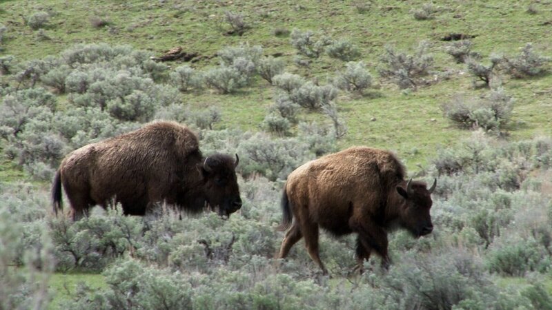 Bisons in den Rocky Mountains – Bild: SRF/​La Compagnie des Taxi-Brousse