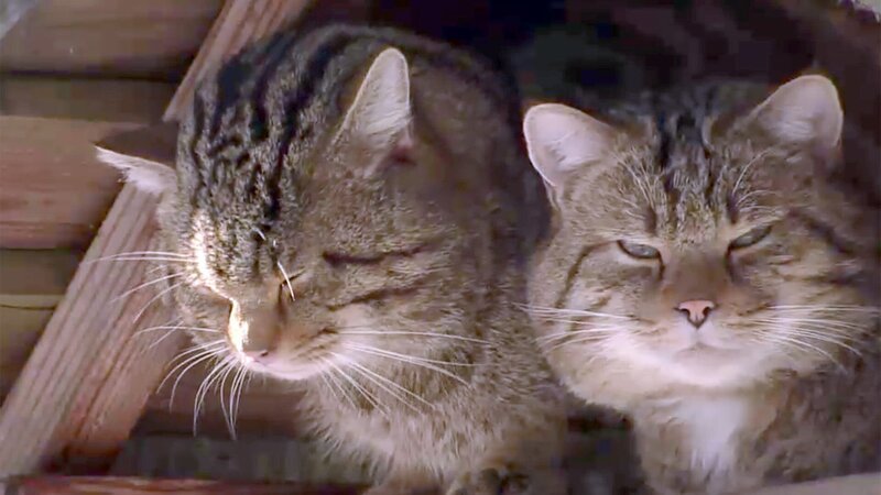 Wildkatzen. – Bild: ORF Wildkatzen. – Bild: ORF