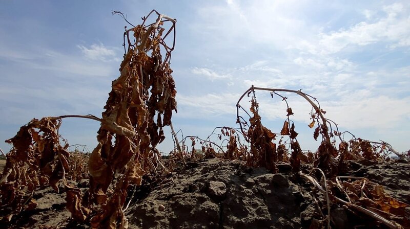 Kartoffelacker bei Jülich im August 2022. Die meisten Pflanzen sind vertrocknet. – Bild: WDR/Dierk Fechner Kartoffelacker bei Jülich im August 2022. Die meisten Pflanzen sind vertrocknet. – Bild: WDR/Dierk Fechner