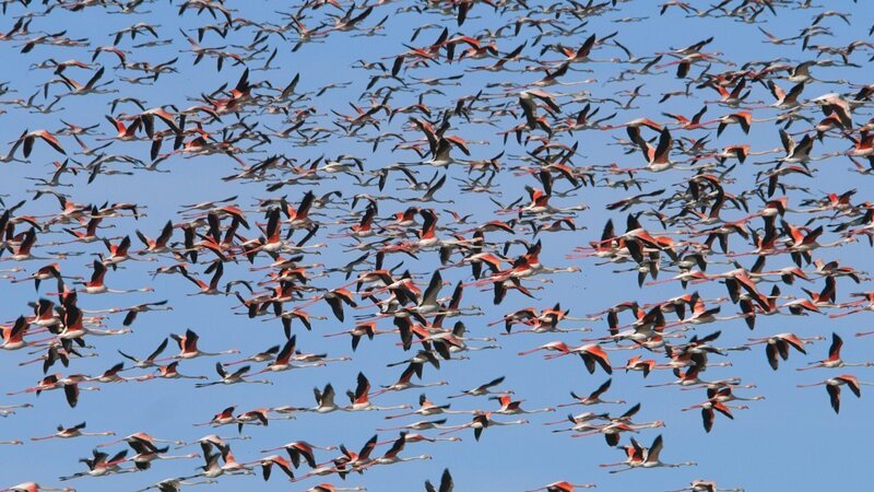 Wenn sich eine Kolonie von Flamingos in die Luft erhebt, schlagen ihre rosaroten Flügel wie Flammen. Daher rührt sein mythischer Name Feuervogel. – Bild: ZDF und UKE DOCU U.T.E. 2021. Wenn sich eine Kolonie von Flamingos in die Luft erhebt, schlagen ihre rosaroten Flügel wie Flammen. Daher rührt sein mythischer Name Feuervogel. – Bild: ZDF und UKE DOCU U.T.E. 2021.