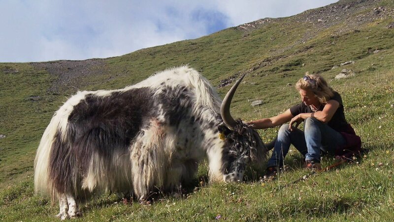 SCHWEIZWEIT – Alpenüberquerung mit Yaks Au pays des Yaks Rosula Blanc mit einem ihrer Yaks Copyright: SRF/​RTS – Bild: SRF/​RTS