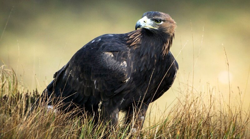 Ein Steinadler sitzt stolz im Glenveagh-Nationalpark in Donegal, Irland. Steinadler werden etwa 20 Jahre alt. Im gut 16.000 Hektar großen Glenveagh-Nationalpark finden die Greifvögel eine Zuflucht. – Bild: NDR/Doclights/Crossing the Line Production Ein Steinadler sitzt stolz im Glenveagh-Nationalpark in Donegal, Irland. Steinadler werden etwa 20 Jahre alt. Im gut 16.000 Hektar großen Glenveagh-Nationalpark finden die Greifvögel eine Zuflucht. – Bild: NDR/Doclights/Crossing the Line Production