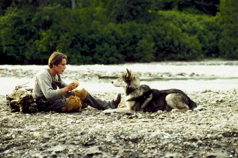 Wolfsblut – Bild: Turner