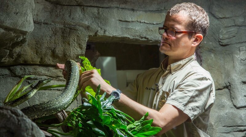 Schlangen hat der Leiter des Tropen-Aquariums Dr. Guido Westhoff schon in Australien an der Universität in Queensland erforscht. – Bild: BR/​Doclights GmbH 2017/​NDR