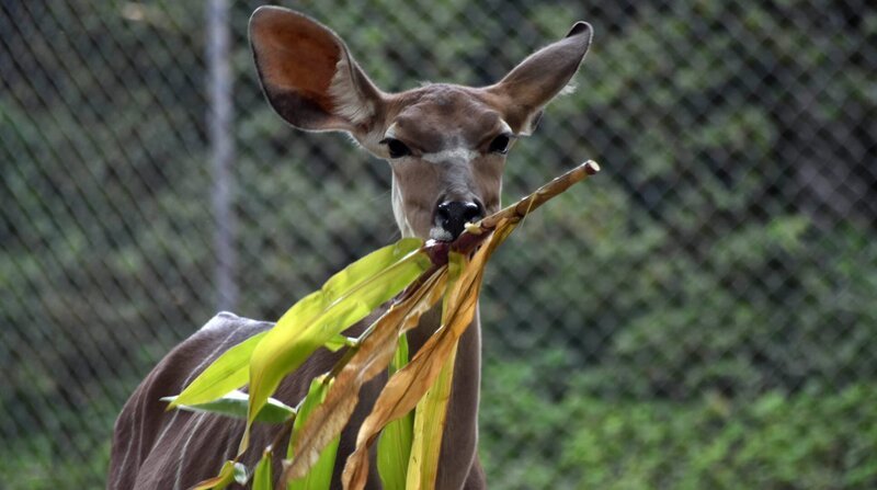 Großer Tag: Das neue Kudu-Weibchen kann heute endlich zu den anderen Antilopen. – Bild: BR, NDR, Doclights GmbH 2017 /​ BR/​Doclights GmbH 2017/​NDR
