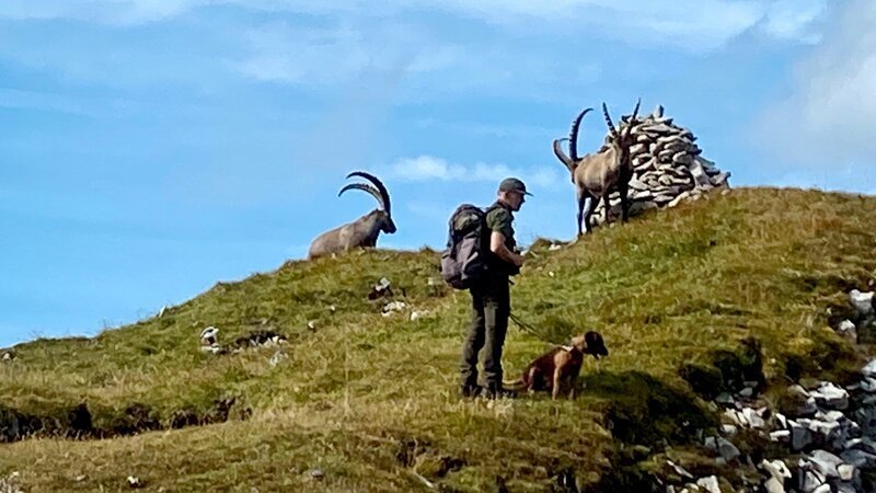 SRF bi de Lüt – Echte Tierhelden Wildhüter Urs Büchler bei den Steinböcken im Alpstein 2022 – Bild: SRF