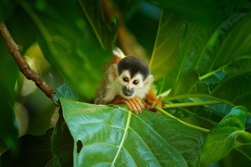 Squirrel monkey, Saimiri oerstedii, sitting on the tree trunk with green leaves, Corcovado NP, Costa Rica. Monkey in the tropic forest vegetation. Wildlife scene from nature. Beautiful cute animal. – Bild: Shutterstock