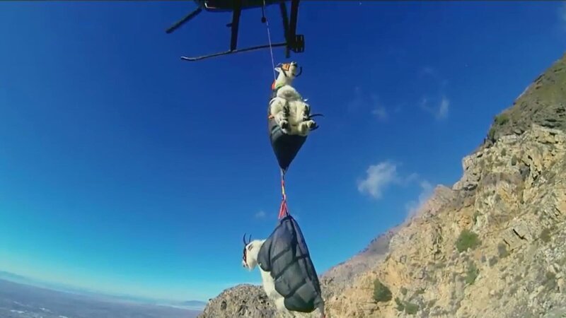 In Utah, USA, werden Bergziegen über die Luft umgesiedelt. – Bild: ZDF und Robin Cox
