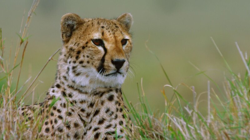 Raubtiere in Aktion – Bild: RTL /​ © Terra Incognita Docs