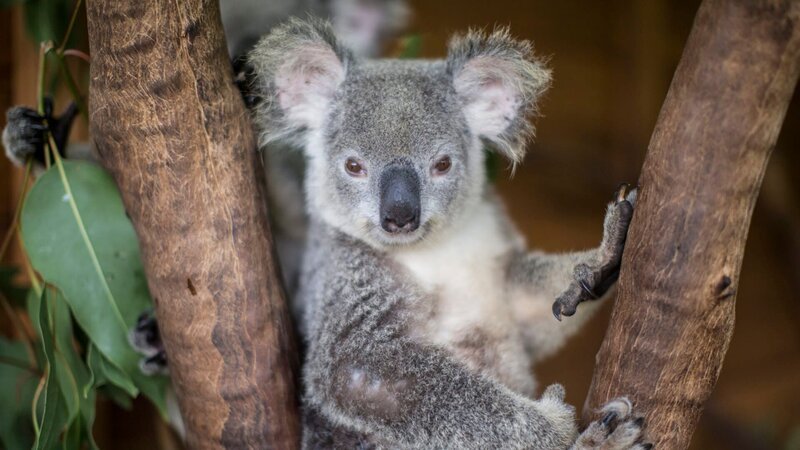 A koala looking at the camera. – Bild: Animal Planet /​ Photobank 35790_ep105_002.jpg /​ Discovery Communications