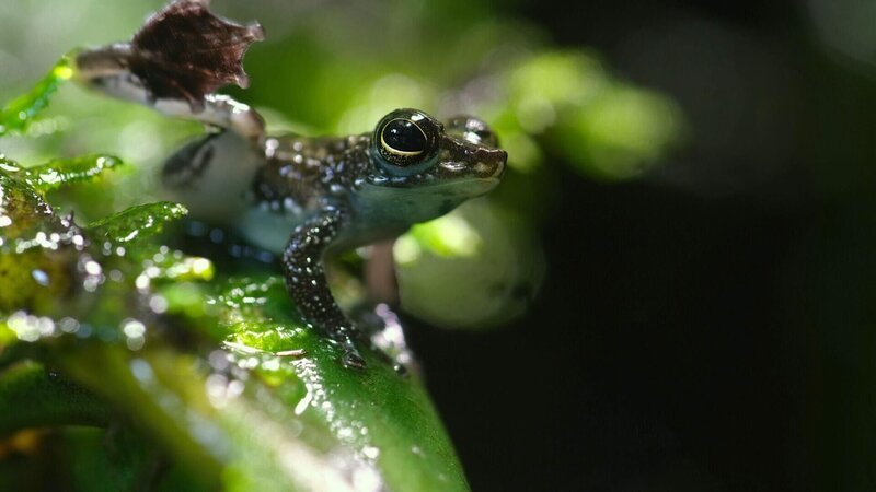 Zur Weihnachtszeit herrscht auf Borneo Regenzeit, überall rauscht und plätschert Wasser. Der Winkerfrosch versucht mit einem Hüftschwung, sich bei den Weibchen bemerkbar zu machen. – Bild: RTL /​ Terra Mater Factual Studios