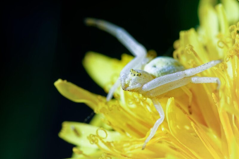 Krabbenspinne +++ – Bild: RTL /​ Konstantin Selezenev /​ 500px /​ Getty Images /​ Tödliche Tarnung