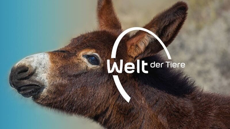 Bild: br