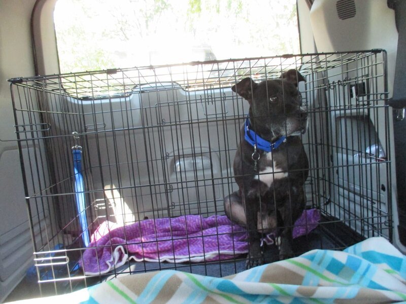 (Bullet Adoption) Bullet waiting in crate before home check. – Bild: Animal Planet /​ Discovery Communications, Inc.