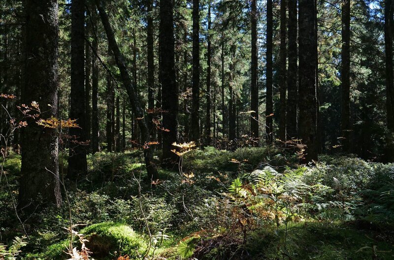 Der Schwarzwald ist mit einem unmittelbar empfundenen Bild verknüpft: dem eines dunklen und undurchdringlichen Waldes. – Bild: SWR/​AMP /​ SWR Presse/​Bildkommunikation