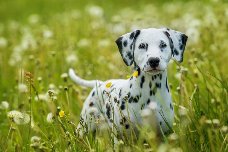 Dalmatiner Welpe – Bild: shutterstock