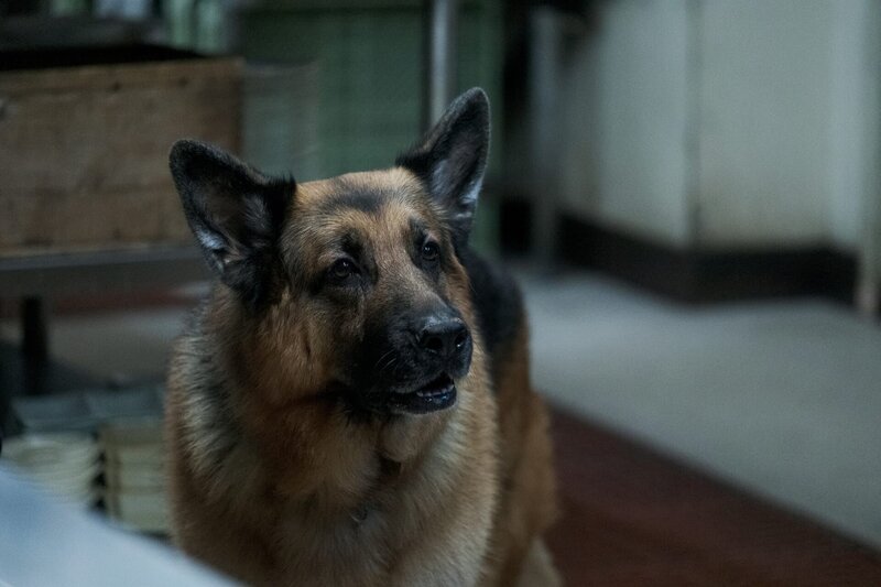 Rex (Diesel vom Burgimwald) – Bild: 2022/​2023 Shaftesbury Rex V Inc. /​ Derm Carberry