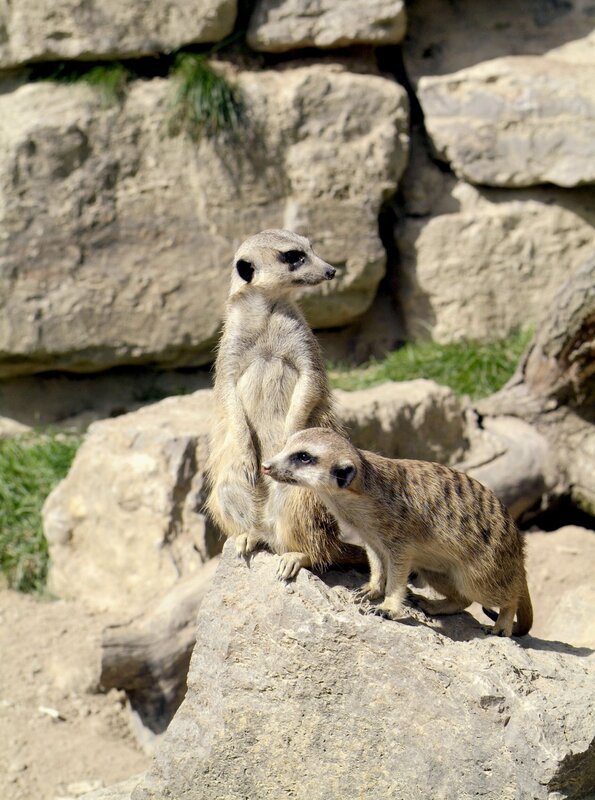 Die Kronberger Erdmännchen sind eine eingeschworene Truppe. – Bild: Petra Bruder /​ BR, HR /​ BR/​HR/​Petra Bruder