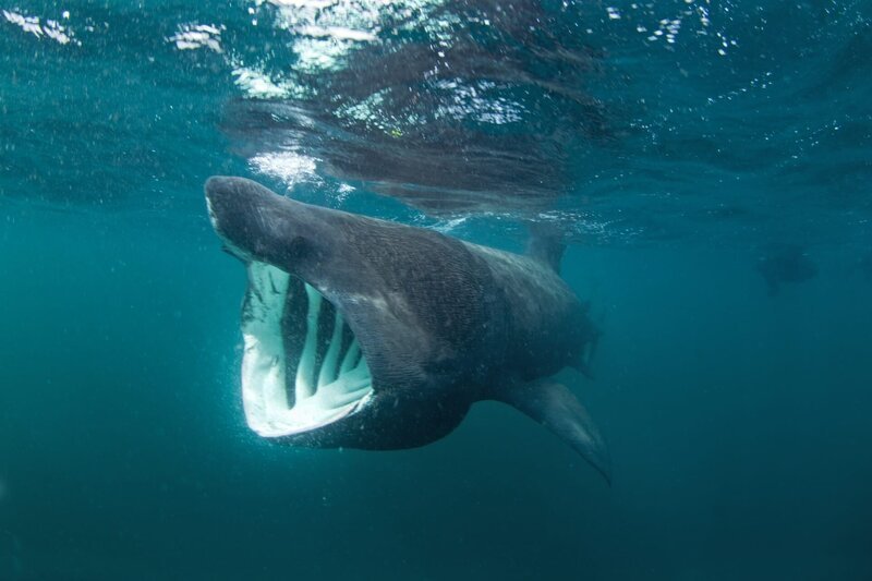 Basking shark – Bild: Shutterstock /​ Martin Prochazkacz