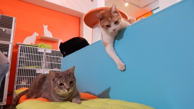 Cas in the open area in the cat cafe at the reveal. – Bild: Animal Planet /​ Discovery Communications