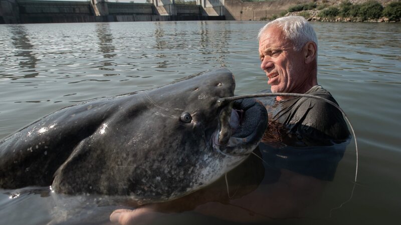 Landscape MS side profile of Jeremy Wade holding the head of the catfish elevated above the surface of the water. Jeremy is looking at the body of the fish which is facing Jeremy. The dam in the background to the right of frame. Location: Isola Serrafini Dam – Bild: Discovery Communications, LLC/​Ross Hamilton/​Ross Hamilton