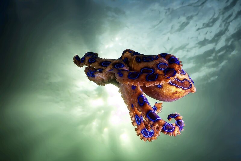 Blaugeringelte Kraken – Bild: TVNOW /​ Shutterstock /​ YUSRAN ABDUL RAHMAN