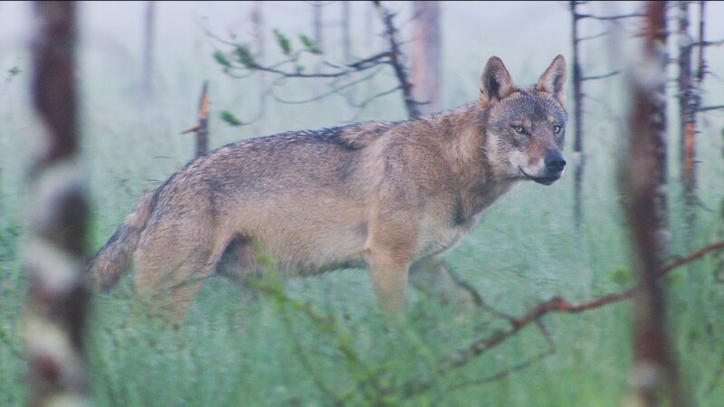 A wolf – Bild: CuriosityStream Inc. A wolf – Bild: CuriosityStream Inc.