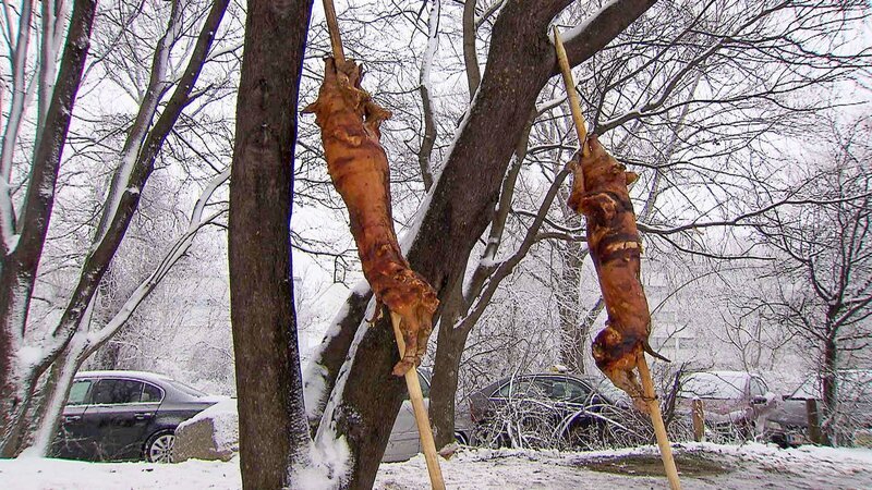 Grillen im Winter. – Bild: 3sat Grillen im Winter. – Bild: 3sat
