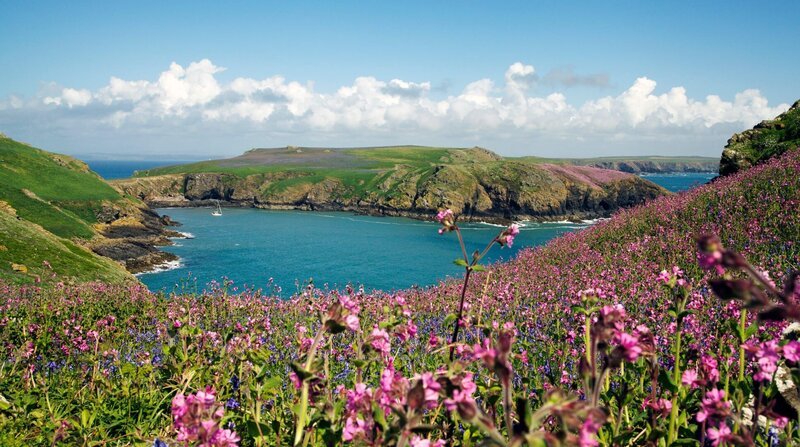 Die walisische Küste schmückt sich im Frühling mit einer fantastischen Blütenpracht. – Bild: ZDF und NDR/​NDR Naturfilm/​doclights/​Hans-Peter Kuttler.