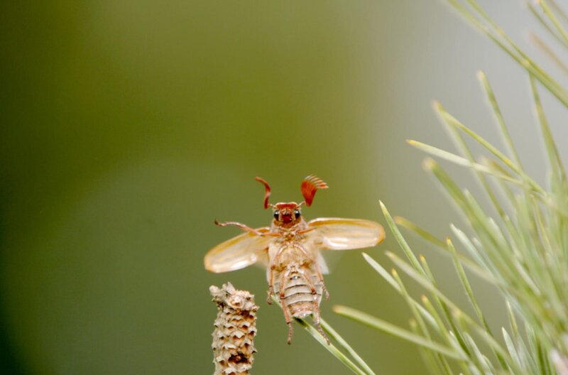 Insekten - Die Meister der Anpassung – Bild: Autentic/​NHK /​ Es gibt etwa 400.000 Pflanzenarten, aber ungefähr eine Million Insektenarten.