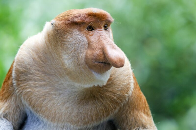 Nasenaffe (Nasalis larvatus). – Bild: ORF/​BBC/​Shutterstock /​Kjersti Jo /​ ZDF und ORF/​BBC/​Shutterstock /​Kj