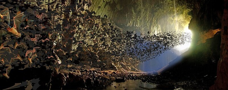 Faltenlippenfledermäuse in der Deer Cave in Gunung Mulu National Park. – Bild: 3sat