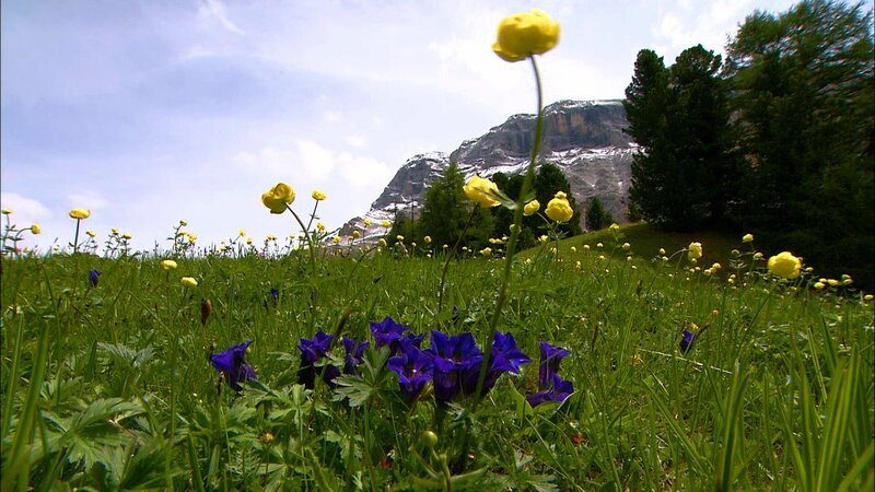 Wiese Naturpark Fanes Sennes Prags. – Bild: ORF/​Verlagshaus Jöchler