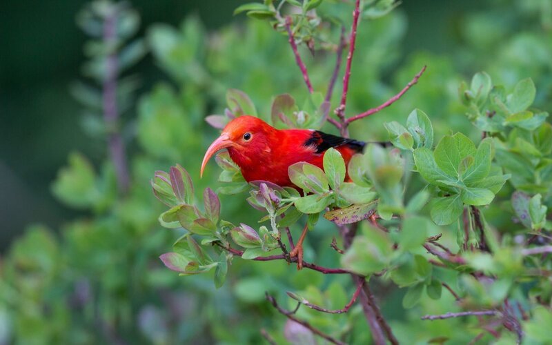 Iiwi (Drepanis coccinea). – Bild: ORF/​BBC/​DayuYu